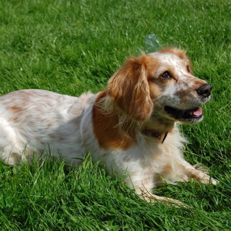 cocker spaniel breeders  virginia  puppies  sale puppyhero