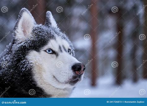 Portrait Magnificent Siberian Husky Dog with Blue Eyes. Husky Dog in ...