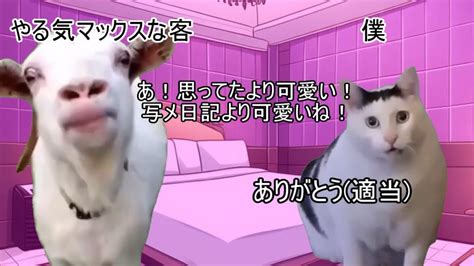 猫ミーム好き｜あにまん掲示板