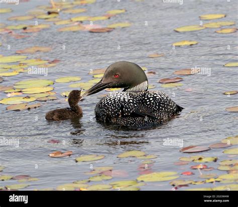 Common Loon And Baby Chick Loon Swimming In Pond And Celebrating The