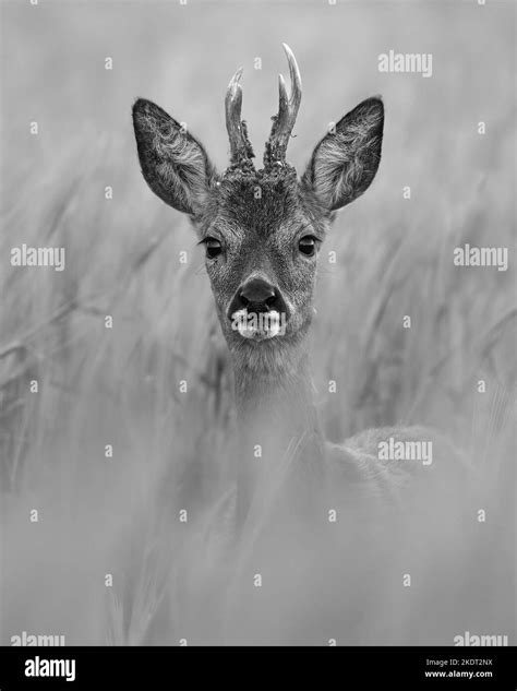 English Roe Deer Black And White Stock Photos And Images Alamy