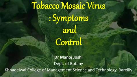 Tobacco Mosaic Virus Ppt