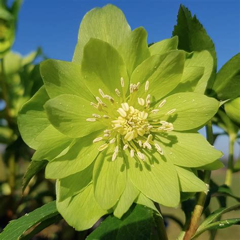 Grow Fabulous Hellebores Richard Jackson Garden