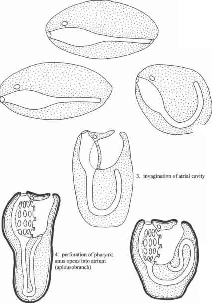 Ascidian reproduction and larvae - Coral Reefs - Ecology Center