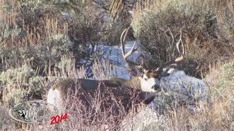 Rifle Mule Deer Hunt Tracy Valdez Muley Connection YouTube