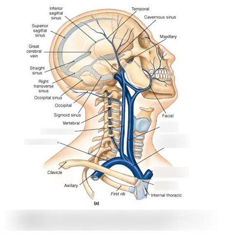 Veins Of The Head And Neck Lateral View Diagram Quizlet