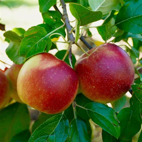 McIntosh Apple Trees For Sale - Florae Farms