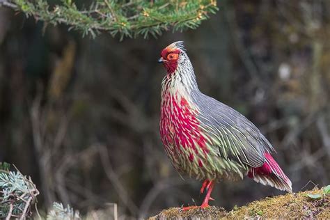 Blood Pheasant Alchetron The Free Social Encyclopedia