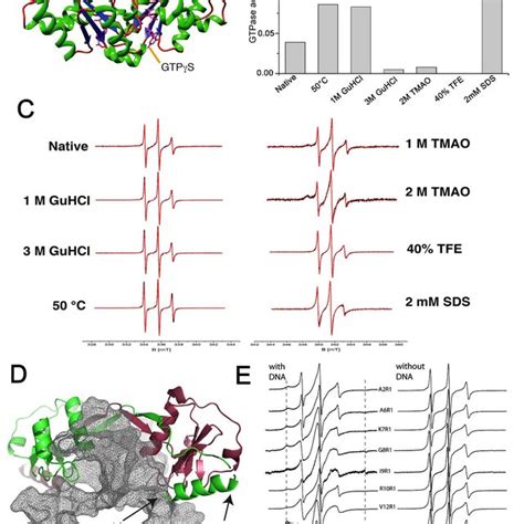 Different Epr Spectra Of Nitroxide Labelled Proteins Simulated X Band