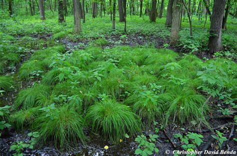 Carex Bromoides Illinois Botanizer