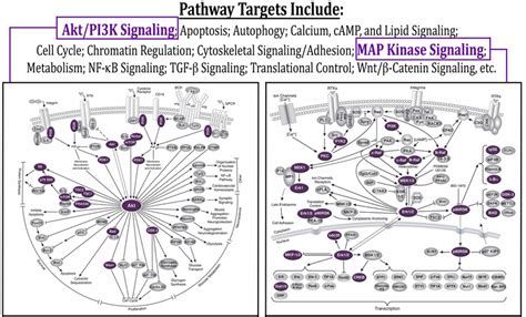 Ptmscan Direct Multipathway Targets Examples Of Signaling Pathways