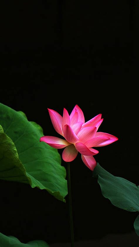 Discover more than 83 full hd lotus wallpaper super hot ...