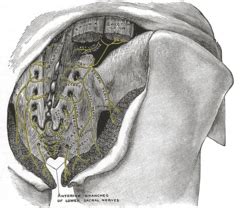 Subcostal nerve - Wikipedia