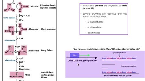 Nucleotide Metabolism Degradation Of Uric Acid Youtube