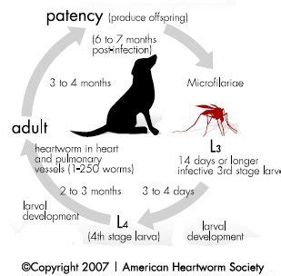 Heartworm Disease | Congress Animal Hospital