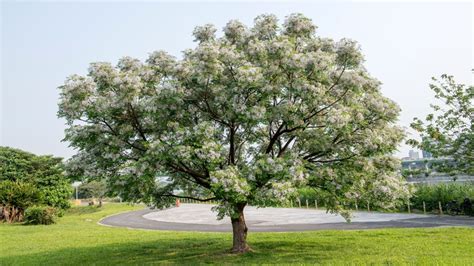 How To Care For A Chinaberry Tree