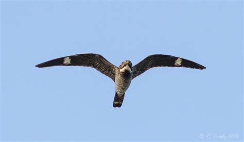 South Shore Birder Common Nighthawk In Flight