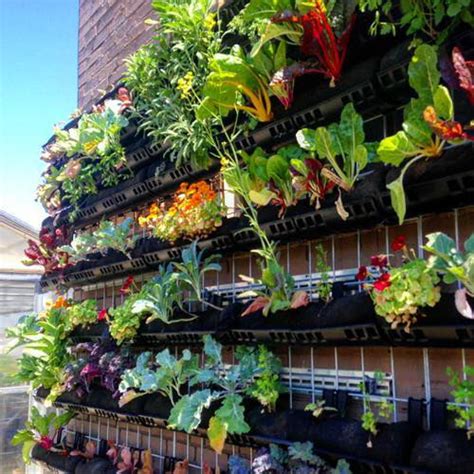 15 Edible Living Wall Ideas For Small Spaces Balcony Garden Web