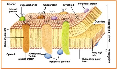 Biologi Gonzaga Membran Plasma