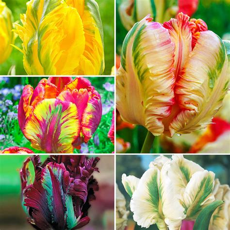 Buy Parrot Tulip Collection Online Parrot Tulips Brecks