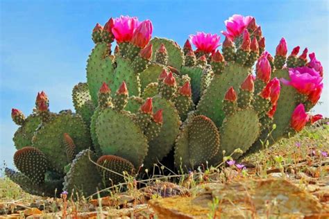 Of The Best Prickly Pear Opuntia Varieties Gardeners Path