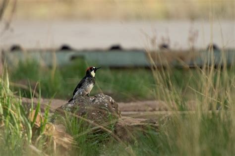 Acorn Woodpecker Grand Canyon Parashant National Monument Us