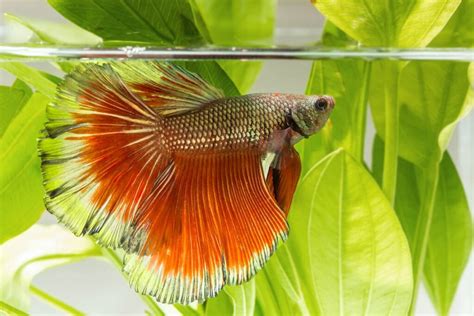 Swim Bladder Disease in Betta Fish: Symptoms & Treatment