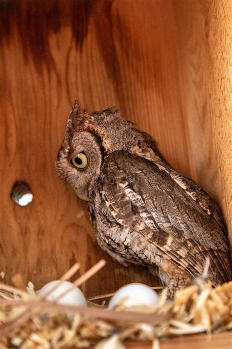 Nesting Female Eastern Screech Owl Megascops Asio With Eggs In A Nest