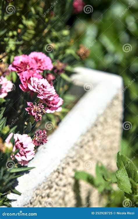 Cravos Cor De Rosa E Roxos Num Vaso Visto Perto Imagem De Stock