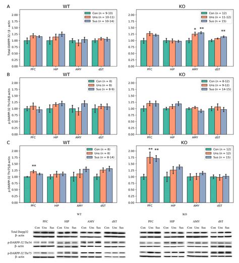 Brain Sciences Free Full Text Effects Of Stathmin 1 Gene Knockout