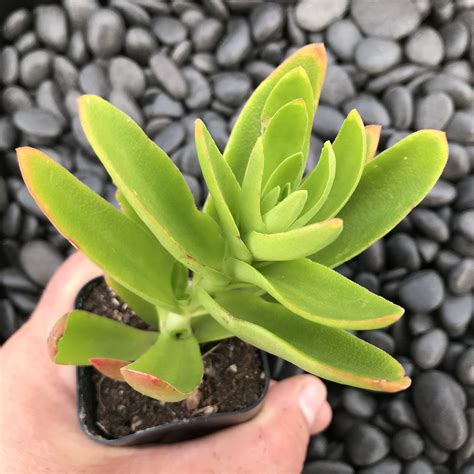 Crassula Capitella Campfire 2 Pot Little Prince To Go