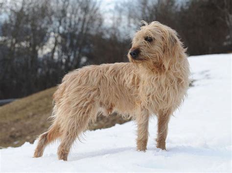 Chien courant italien à poil dur