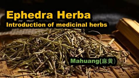 Introduction Of Medicinal Herbs Ephedra Herba Mahuang Youtube