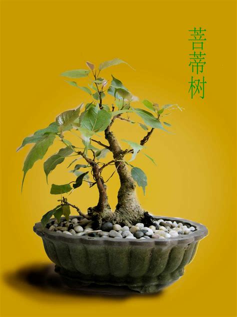 Bonsai Guru: Fig Tree