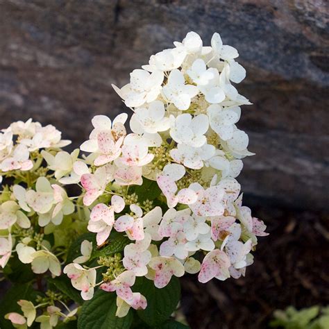 Hydrangea Paniculata Tickled Pink Hypmadii Splendor Plant