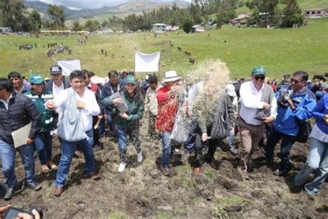 Minagri Lanza Campa A De Siembra De Pastos Y Forraje En Cajamarca