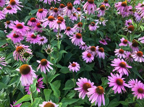 Эхинацея: виды, фото и названия (большое количество фотографий ...