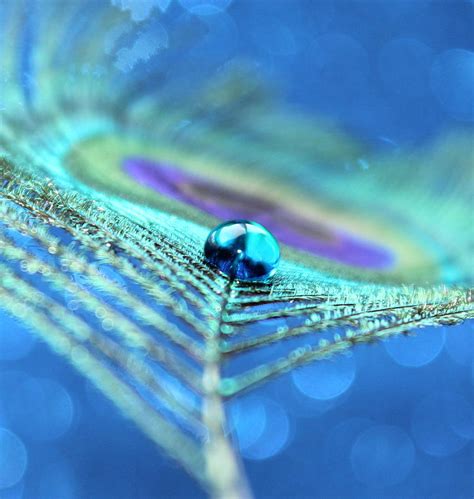 Peacock Flair Photograph by Krissy Katsimbras - Fine Art America