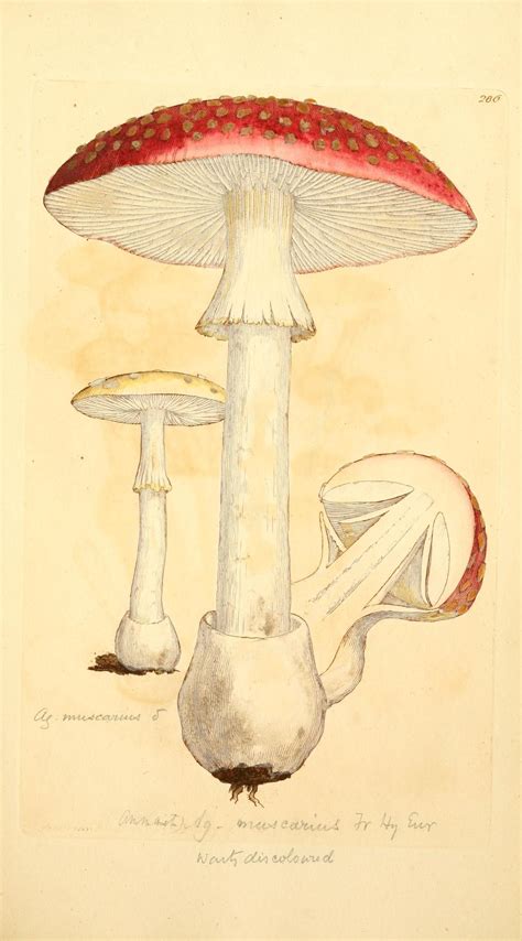 James Sowerby Coloured Figures Of English Fungi Or Mushrooms