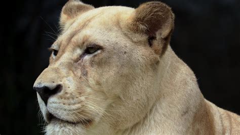 White Lion Resting In Nature Yawning And Having Her Dark Blue Eyes