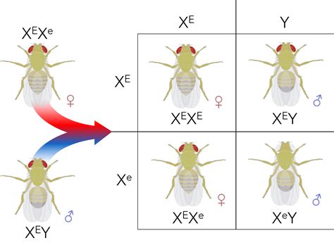 E Chapter Beyond Mendel The Chromosomal Theory Of Inheritance — The Biology Primer