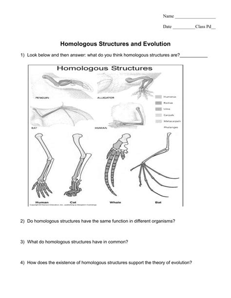 Homologous Structures and Evolution