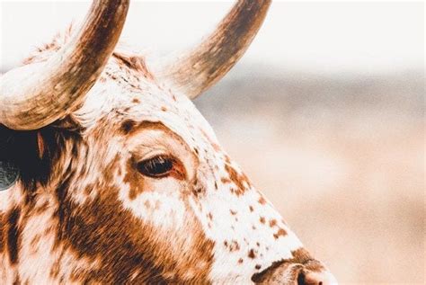 Sepia Print Longhorn Wall Art Large Cow Photo Print Modern Farmhouse Canvas Texas Longhorn Cow