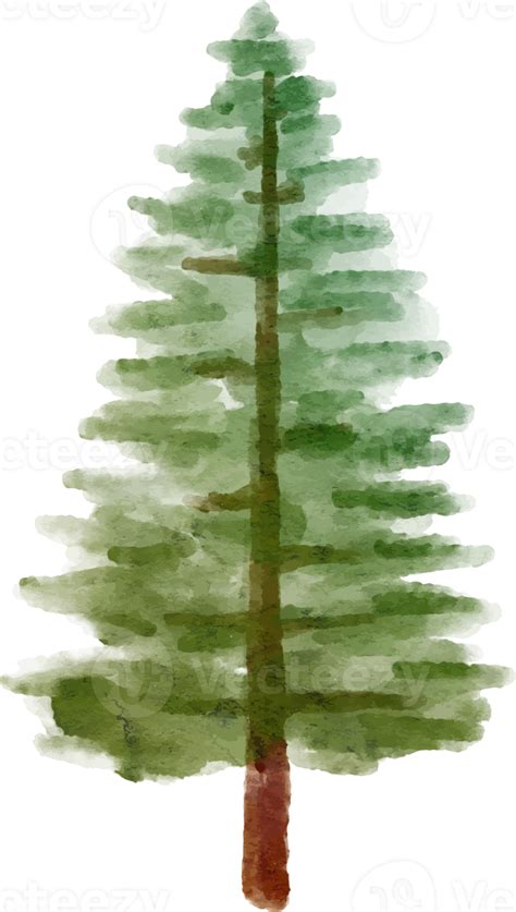 Pine Tree Watercolor Hand Drawn 12521401 Png