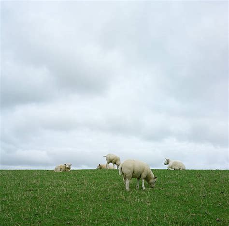 Icelandic Sheep Stock Photos Pictures And Royalty Free Images Istock