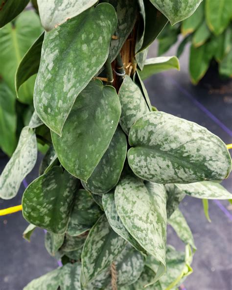 Repotting Silver Pothos Pothos Plant