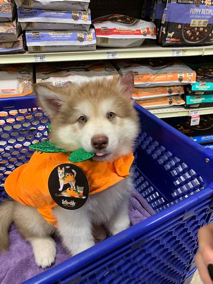 Akc Alaskan Malamute Breeder Bear’s Fantasy Malamutes