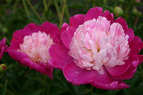 Gay Paree Parkland Peonies