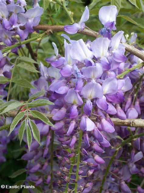 Wisteria Sinensis Chinese Wisteria Seeds