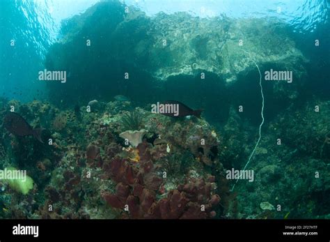 Surgeonfish Acanthurus Sp With Island Visible Through Water Three